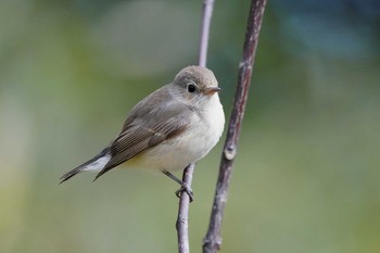 Red-breasted Flycatcher 神奈川県横浜市 Sat, 1/25/2020