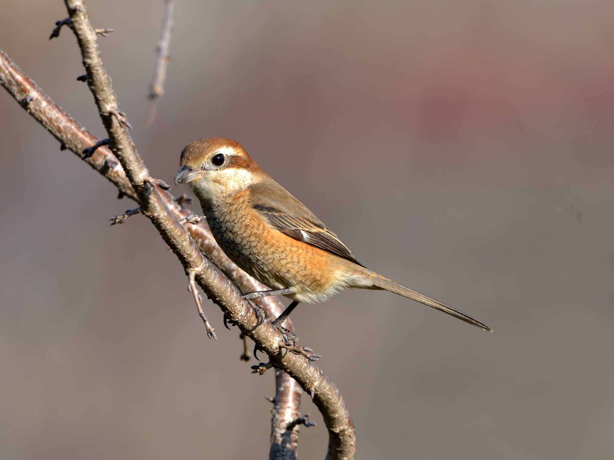 Photo of Bull-headed Shrike at 加木屋緑地 by ポッちゃんのパパ