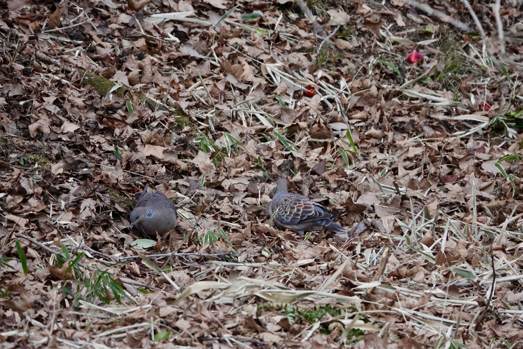 Photo of Oriental Turtle Dove at Kobe Forest Botanic Garden by speedgame