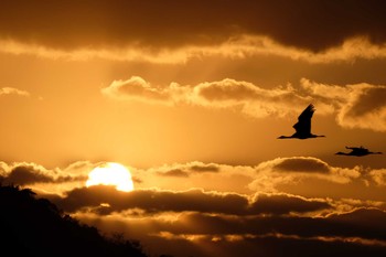 Hooded Crane Izumi Crane Observation Center Tue, 12/31/2019