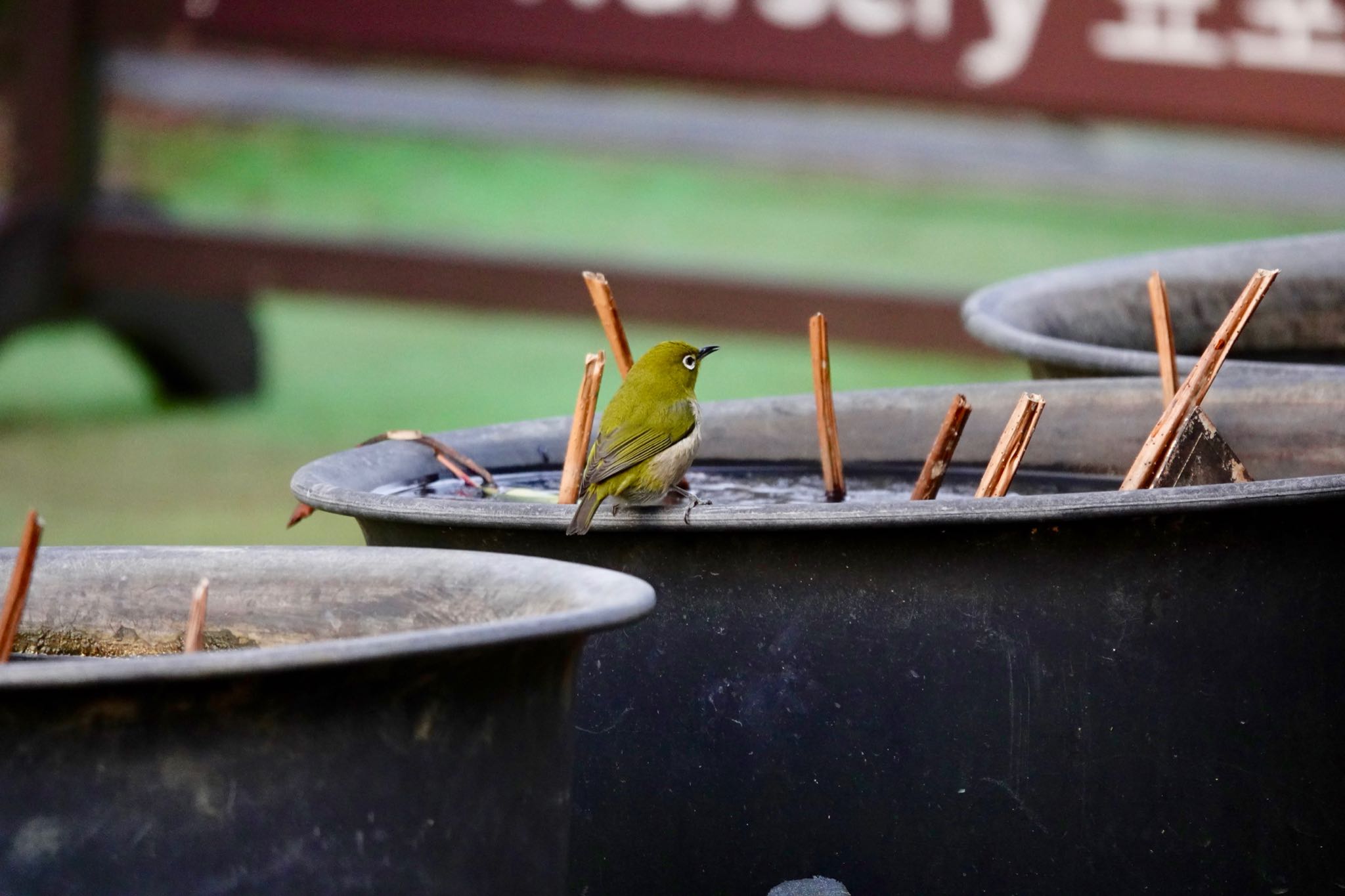 Photo of Warbling White-eye at Kobe Forest Botanic Garden by speedgame