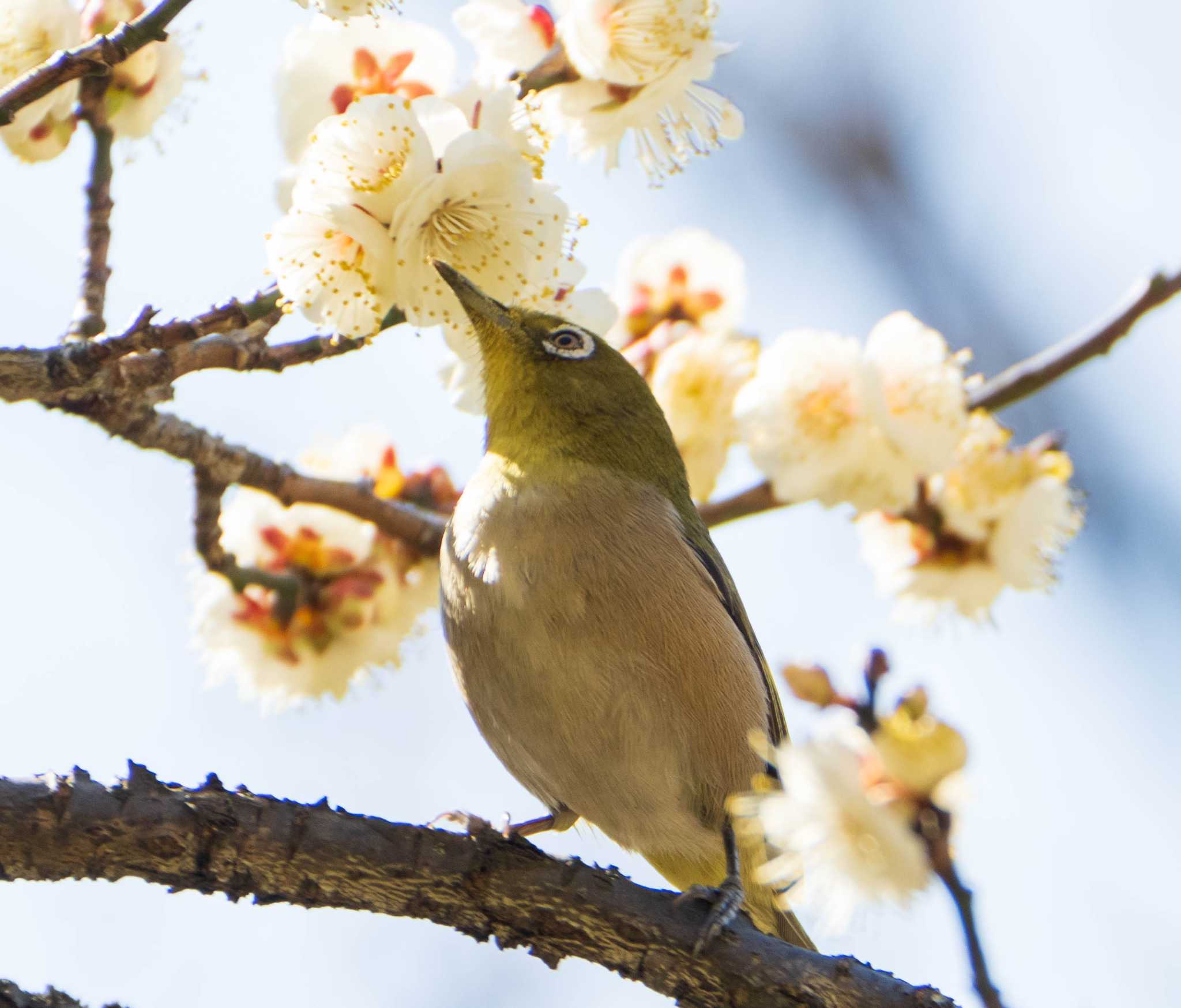 東京大学附属植物園 メジロの写真 by ryokawameister