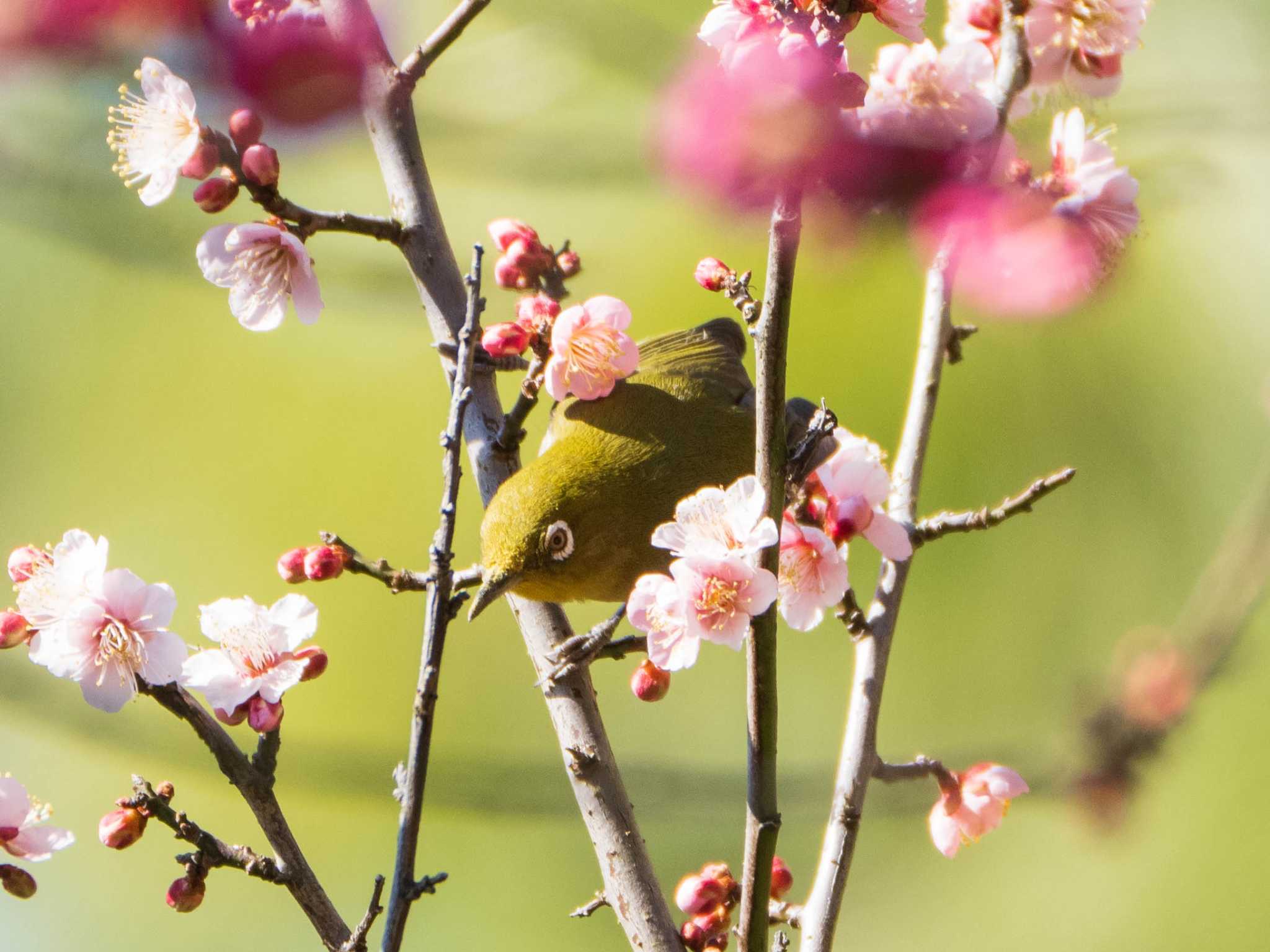 東京大学附属植物園 メジロの写真 by ryokawameister