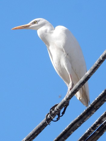 Western Cattle Egret Tel Aviv, Israel  Thu, 2/6/2020