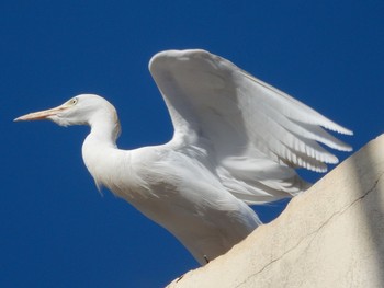 Western Cattle Egret Tel Aviv, Israel  Thu, 2/6/2020