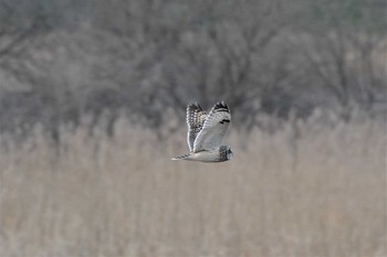 コミミズク 渡良瀬遊水地 2020年2月7日(金)