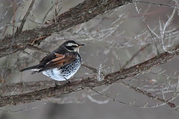 Dusky Thrush Yamanakako Lake Mon, 2/3/2020