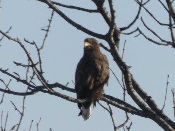 Sat, 2/8/2020 Birding report at 弁天沼(苫小牧)