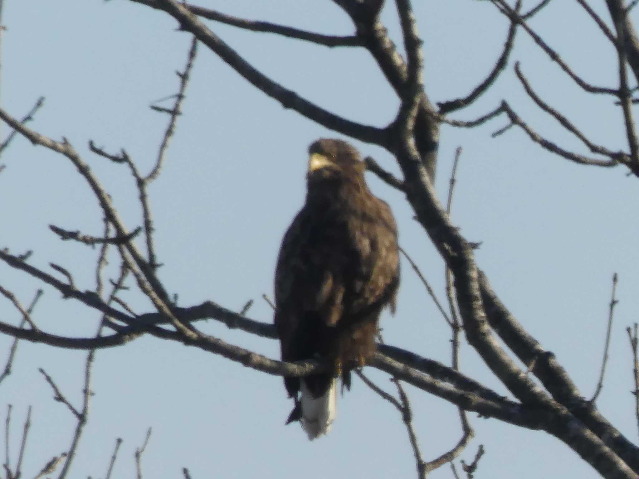 White-tailed Eagle