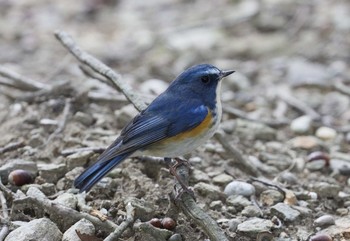 Red-flanked Bluetail 和歌山城公園 Thu, 2/6/2020