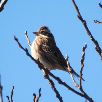 カシラダカ 守谷野鳥の道 2020年2月1日(土)