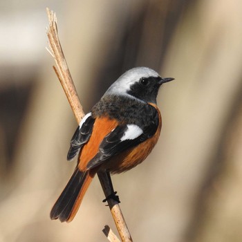 ジョウビタキ 守谷野鳥の道 2020年2月1日(土)