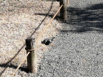 White-cheeked Starling Rikugien Garden Sat, 2/8/2020