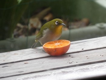 Warbling White-eye 日置市 Fri, 1/17/2020