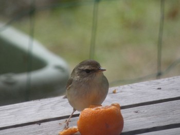 Japanese Bush Warbler 日置市 Fri, 1/17/2020