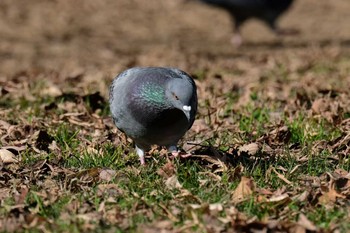 カワラバト 京都市御所 2020年1月21日(火)