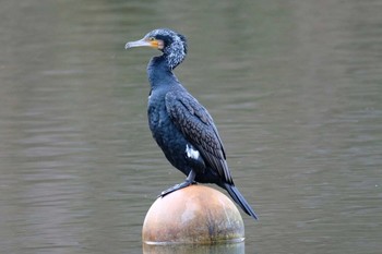 カワウ 京都市宝ヶ池公園 2020年1月11日(土)