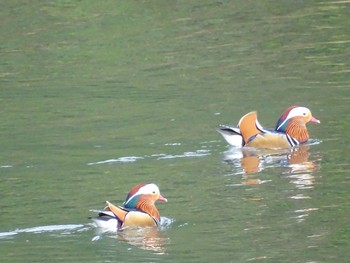 Mandarin Duck 薩摩川内市 Tue, 1/28/2020