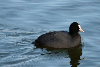 Eurasian Coot 奈良県 Mon, 1/13/2020