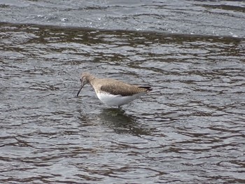 Common Sandpiper 鹿屋市　肝付川 Tue, 2/4/2020