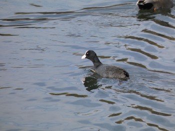 Eurasian Coot 鹿屋市　肝付川 Tue, 2/4/2020