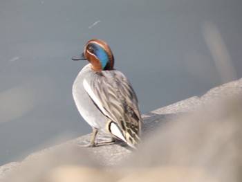 Eurasian Teal 鹿屋市　肝付川 Tue, 2/4/2020