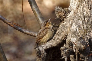 Eurasian Wryneck Maioka Park Sun, 2/2/2020