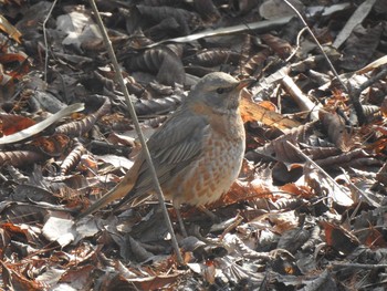 Naumann's Thrush 愛知県森林公園 Unknown Date