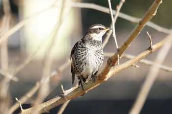 ツグミ 野川 2020年2月8日(土)