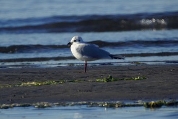 ズグロカモメ 千葉県 2019年1月14日(月)