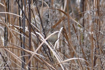 Little Bunting 愛媛県新居浜市 Fri, 2/7/2020