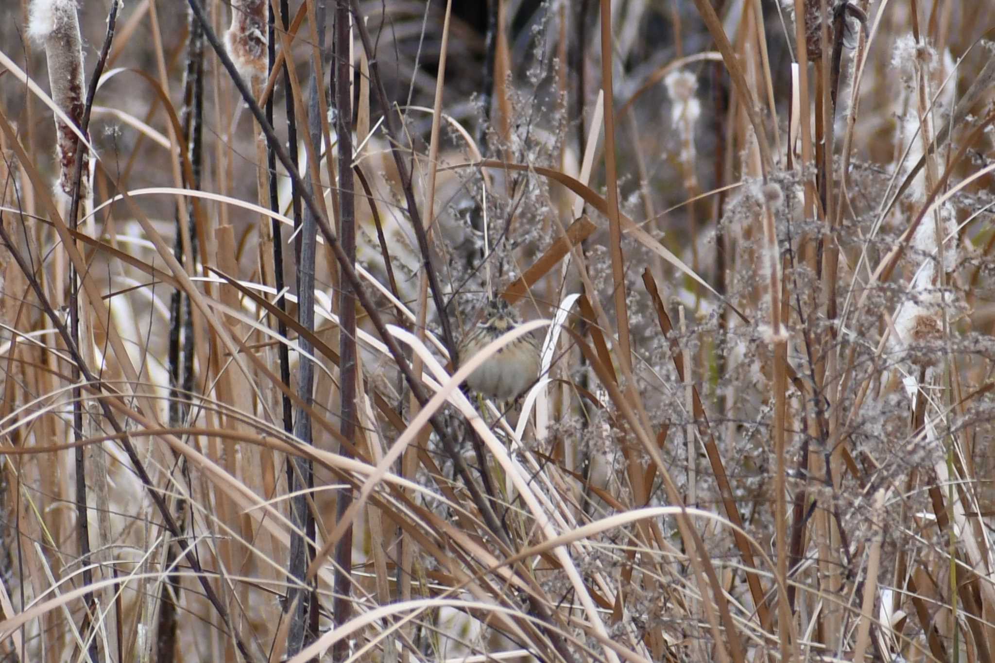 Photo of Little Bunting at 愛媛県新居浜市 by でみこ