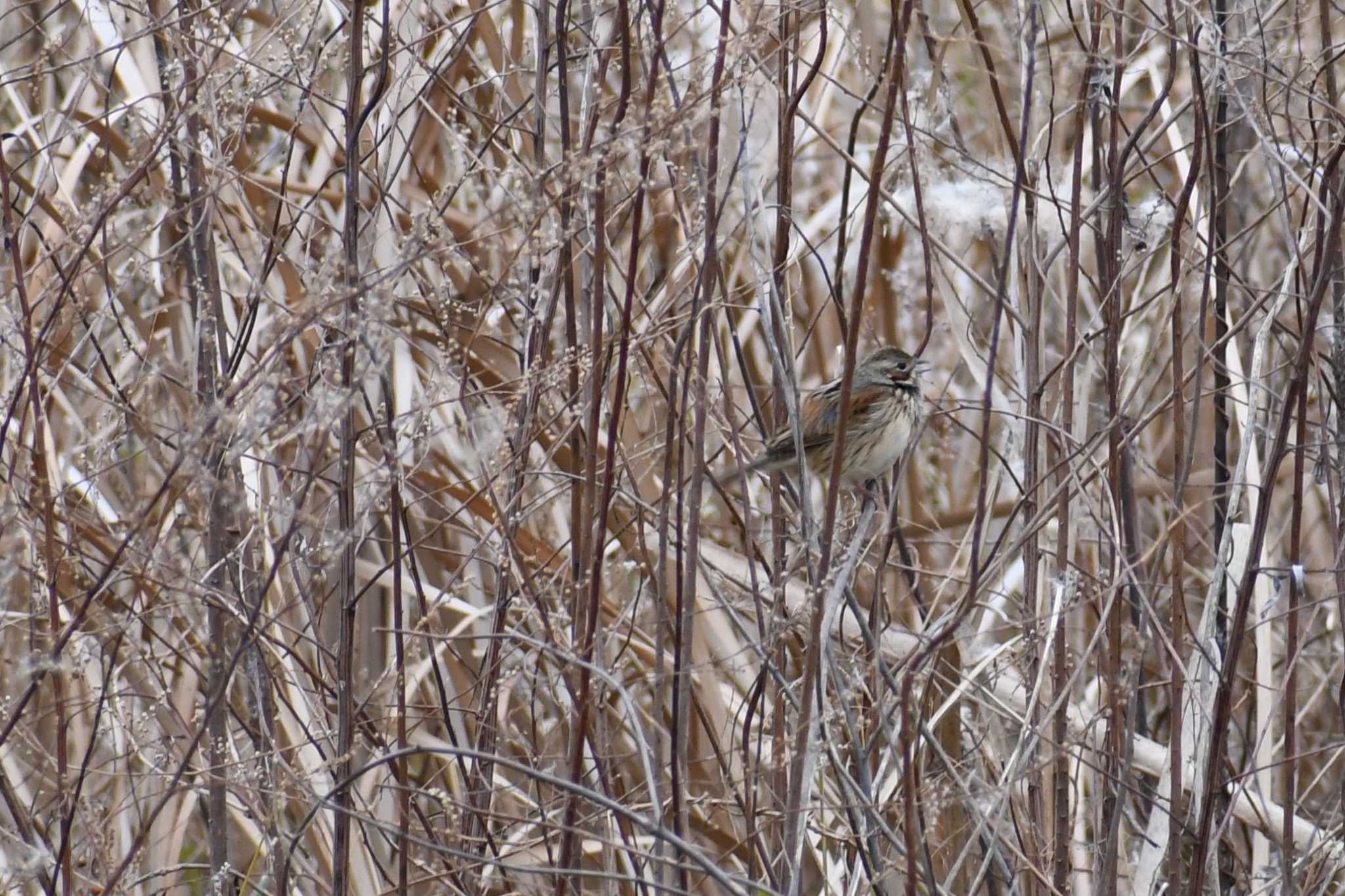 Photo of Little Bunting at 愛媛県新居浜市 by でみこ