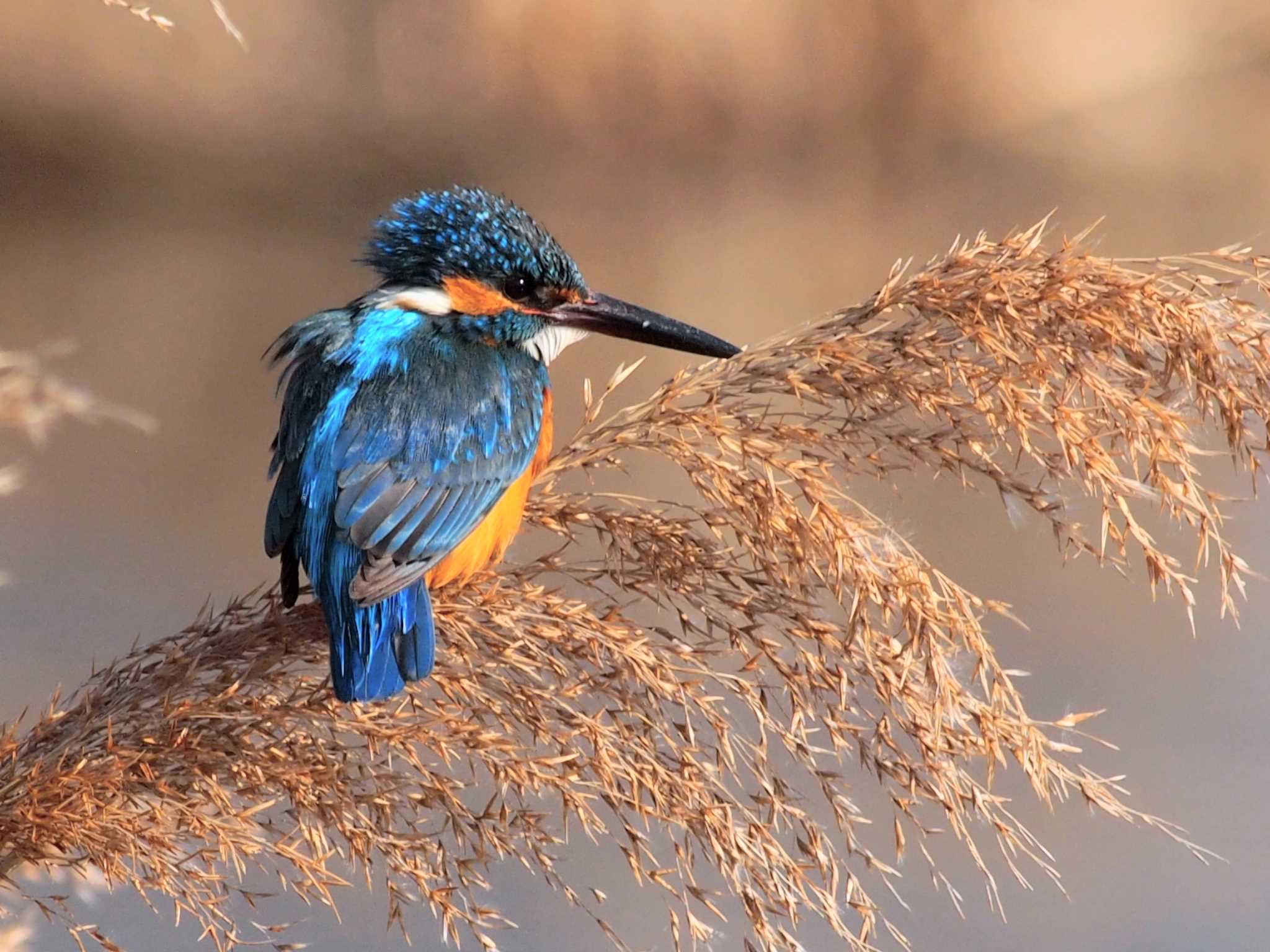 Common Kingfisher