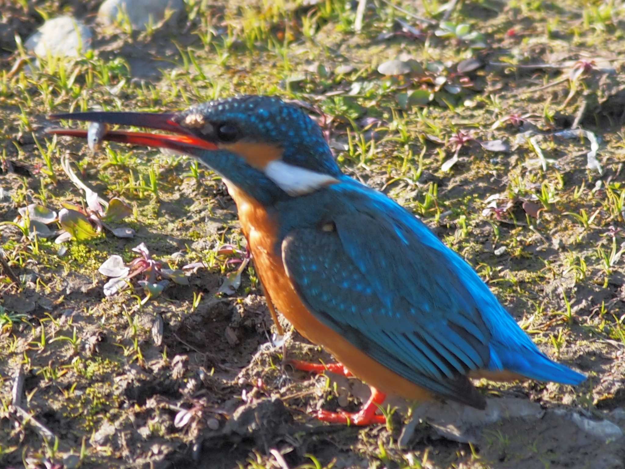 Common Kingfisher