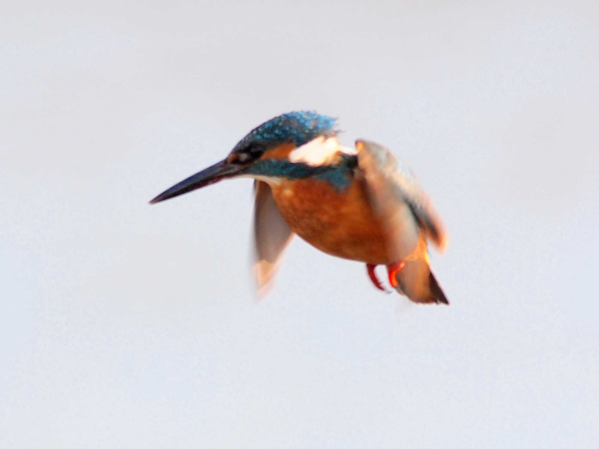 Common Kingfisher