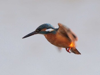 Common Kingfisher 境川遊水地公園 Sat, 2/8/2020