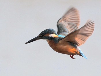 Common Kingfisher 境川遊水地公園 Sat, 2/8/2020