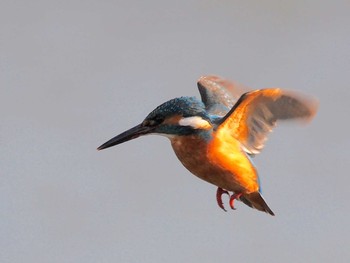 Common Kingfisher 境川遊水地公園 Sat, 2/8/2020