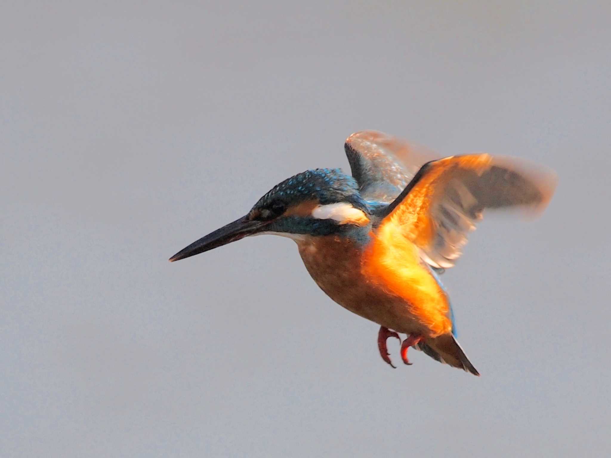 Common Kingfisher