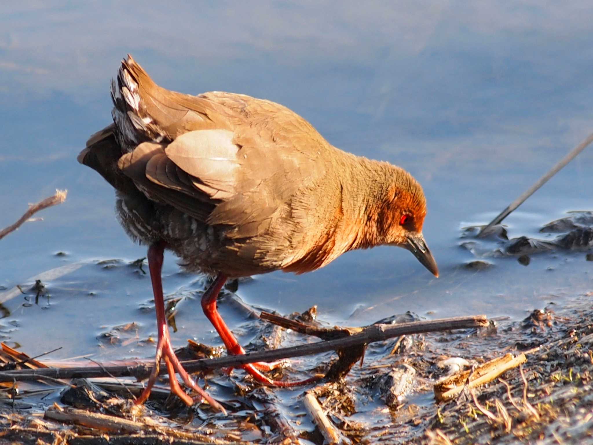 Ruddy-breasted Crake