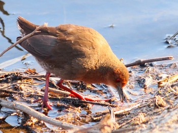 Ruddy-breasted Crake 境川遊水地公園 Sat, 2/8/2020