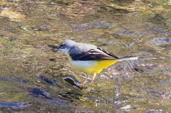 Grey Wagtail Nogawa Sat, 2/8/2020