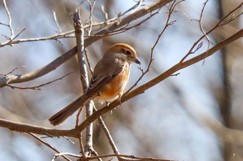 Bull-headed Shrike 野川公園 Sat, 2/8/2020