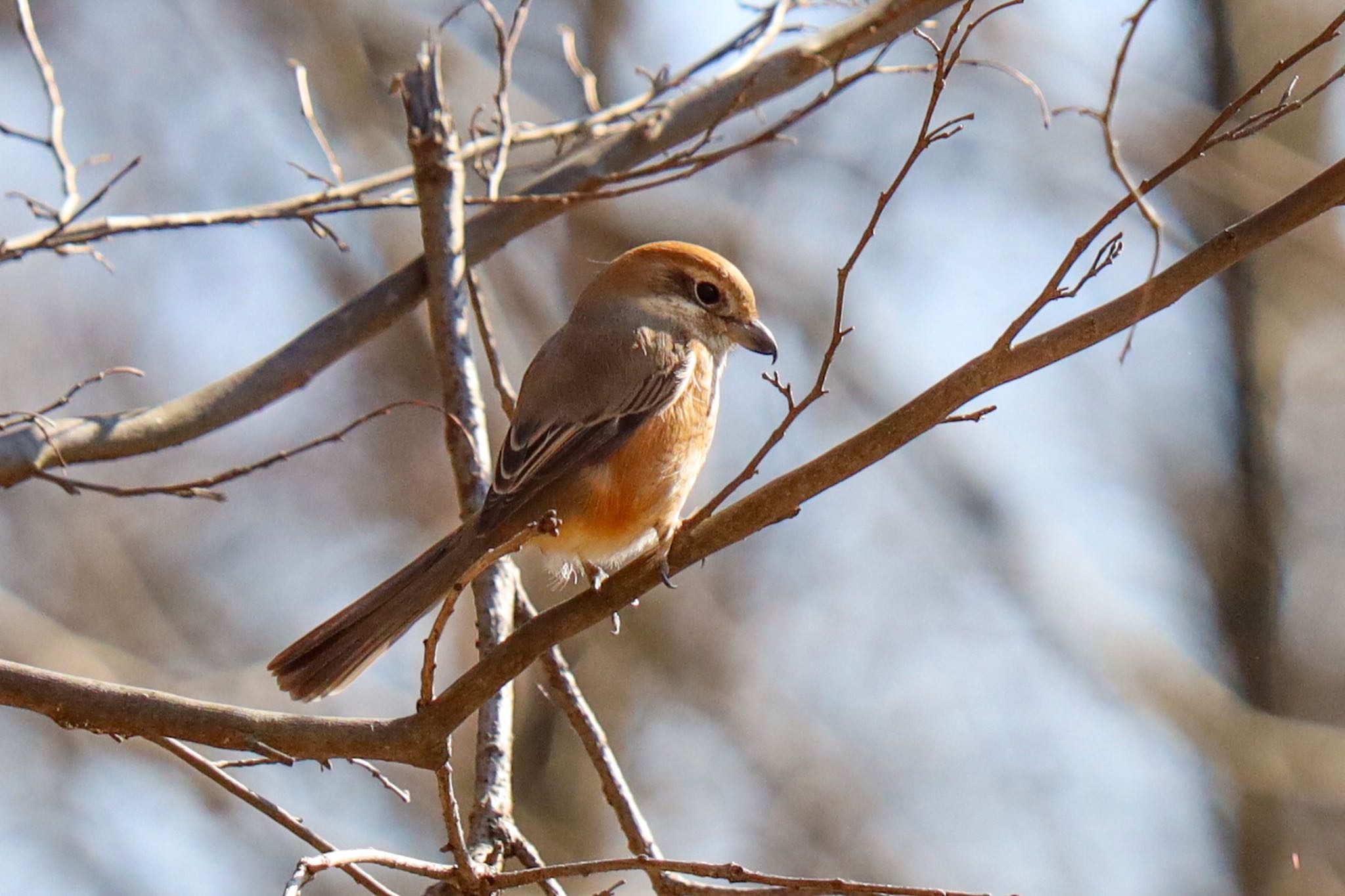 Photo of Bull-headed Shrike at 野川公園 by amachan