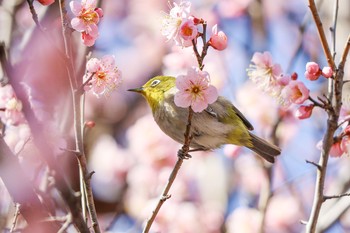 Warbling White-eye Nogawa Sat, 2/8/2020