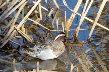 Garganey Nogawa Sat, 2/8/2020