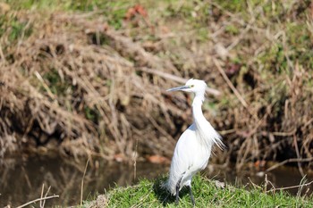 Little Egret Nogawa Sat, 2/8/2020