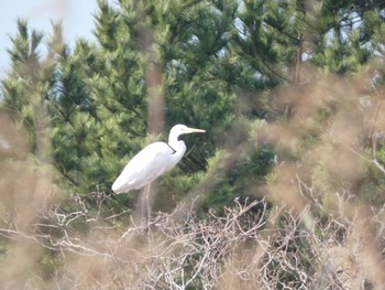 Unknown Species 霧島市 Sat, 2/8/2020