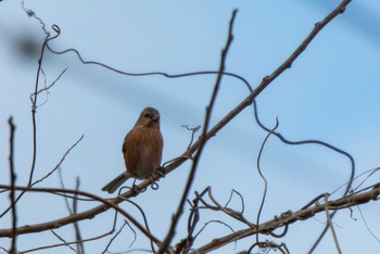 2020年2月8日(土) 宮城県本吉郡南三陸町志津川の野鳥観察記録